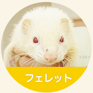 瀬戸健滉動物病院の診療対象：フェレっト