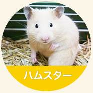 瀬戸健滉動物病院の診療対象：ハムスター