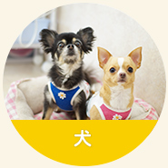 瀬戸健滉動物病院の診療対象：犬　イヌ