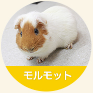 瀬戸健滉動物病院の診療対象：モルモット