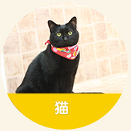 瀬戸健滉動物病院の診療対象：猫　ネコ
