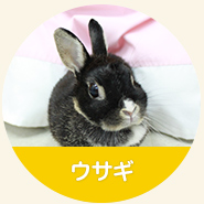 瀬戸健滉動物病院の診療対象：ウサギ　兎