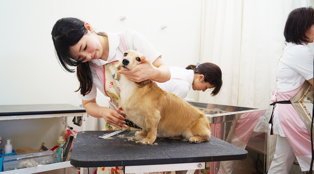 愛知県瀬戸市の瀬戸健滉動物病院 犬猫のトリミング ペットホテル 愛知県瀬戸市の瀬戸健滉動物病院 犬猫のトリミング ペットホテル