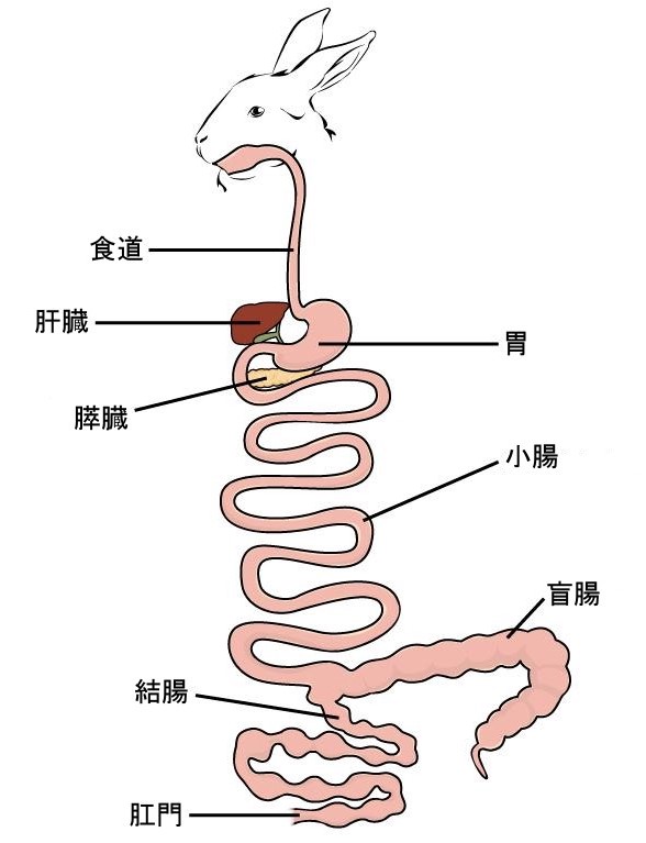 意外と知らない うさぎさんの盲腸便の大切さ